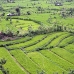 rice_tal_v_0119_bal4373.jpg